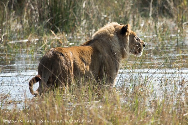 Lions of the Okavango Delta